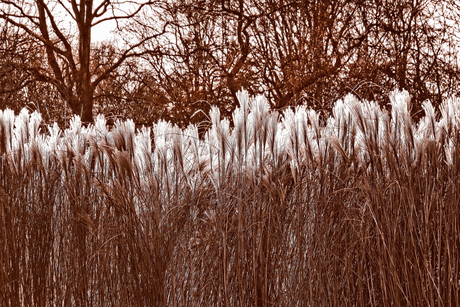 Sony Cyber-shot DSC-RX100 sample photo. Pampas grass, cortaderia selloana photography