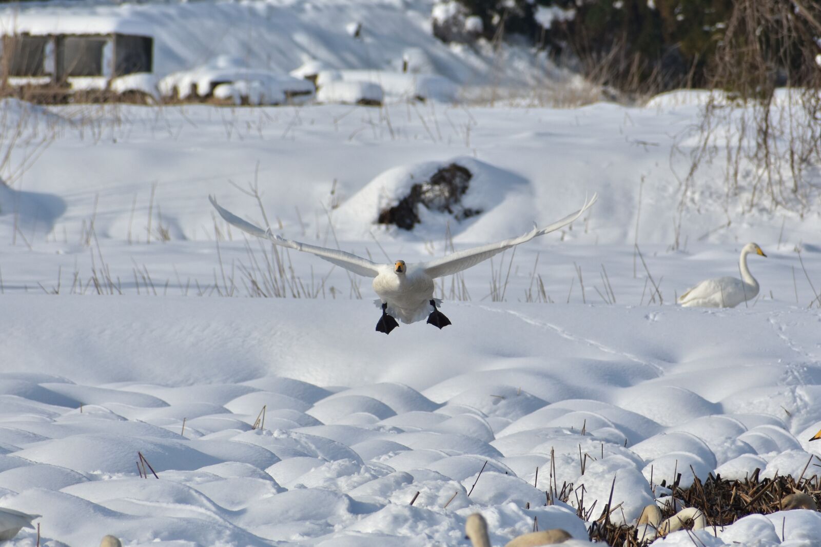 Nikon D7200 sample photo. Animal, lake, waterside photography