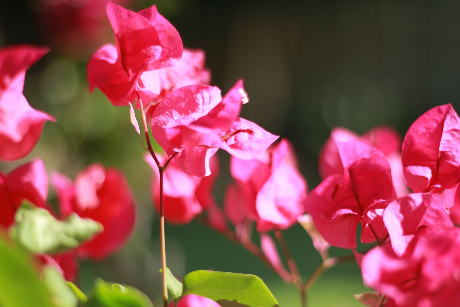 Canon EOS 7D sample photo. Nature, flowers, landscape photography