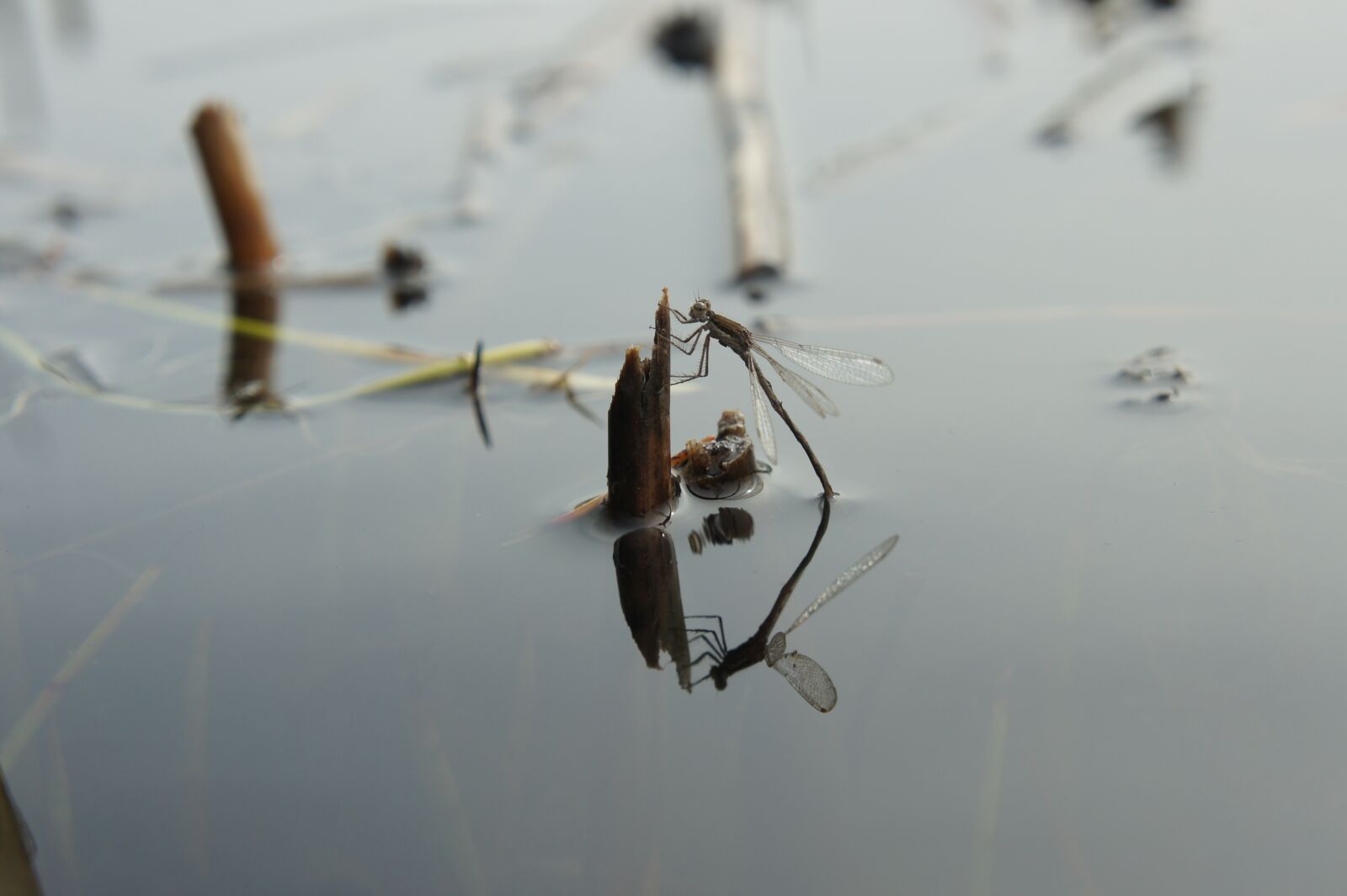 Sony Alpha NEX-5 sample photo. Dragonfly, reflection, water photography
