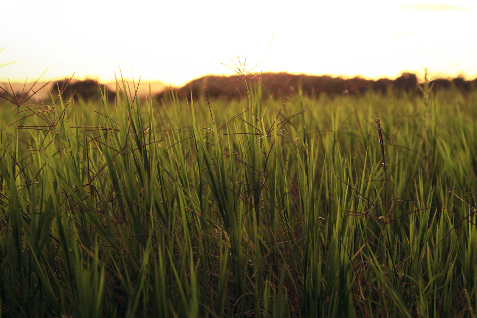 Canon EOS 100D (EOS Rebel SL1 / EOS Kiss X7) sample photo. Countryside, evening, field, green photography
