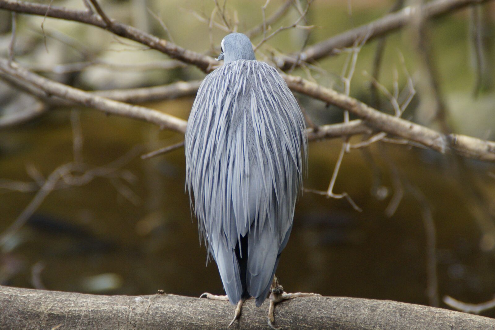Sony SLT-A58 sample photo. Heron, grey, intervention photography