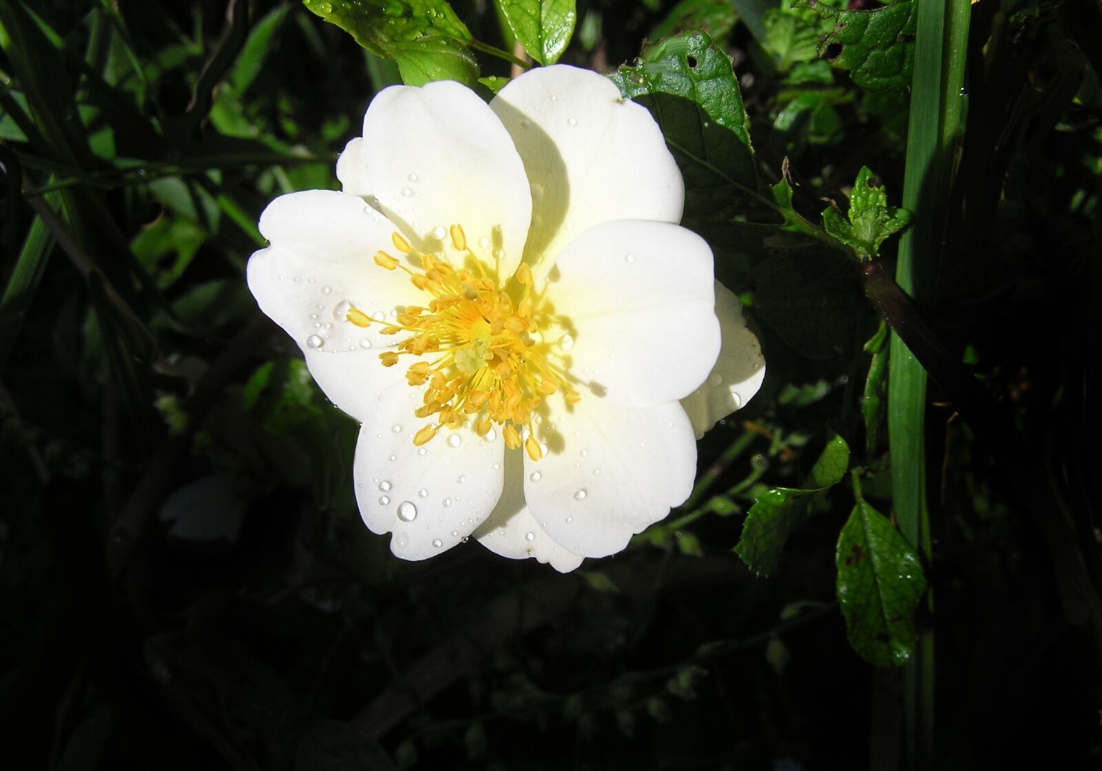 Olympus C750UZ sample photo. White, rose, flower photography