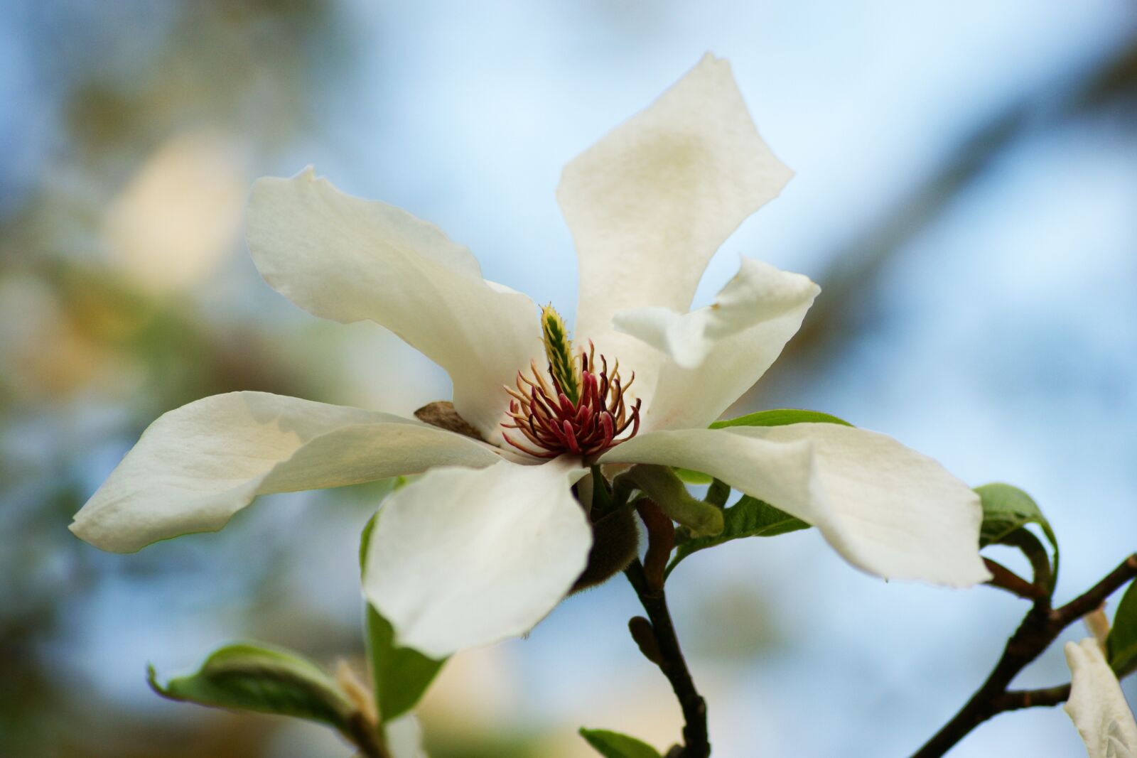 Sony Alpha DSLR-A350 sample photo. Magnolia, white, blossom photography