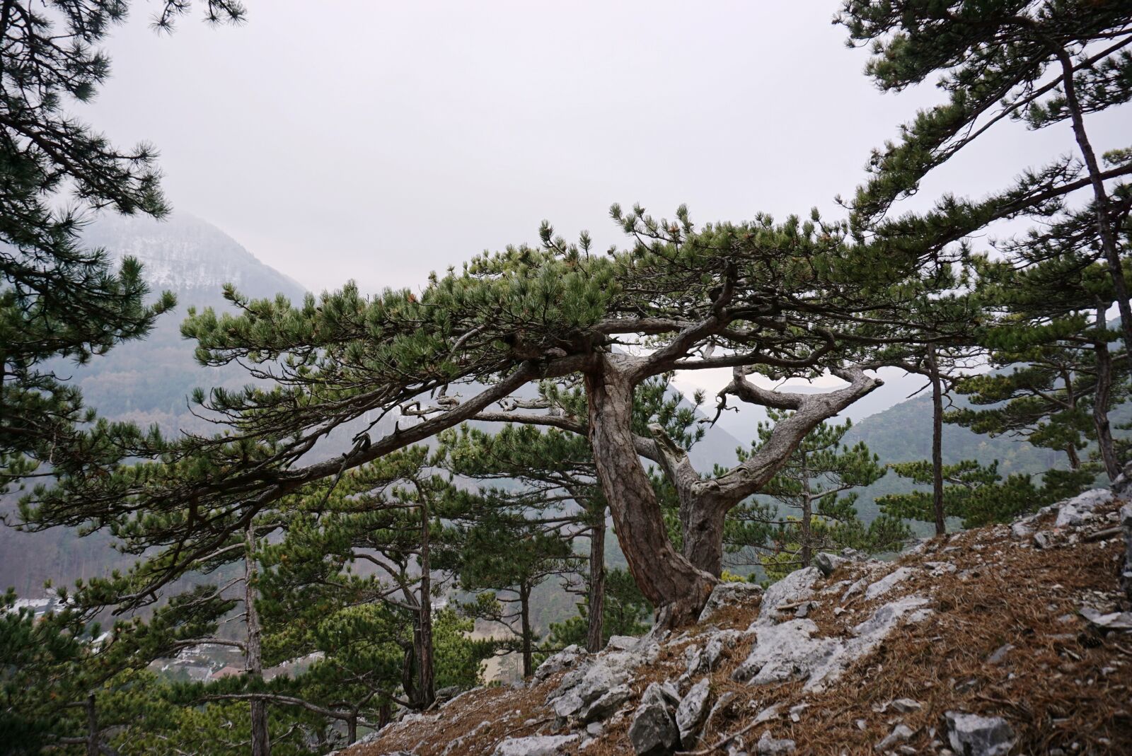 Sony a6000 sample photo. Black pine, pine, pinus photography