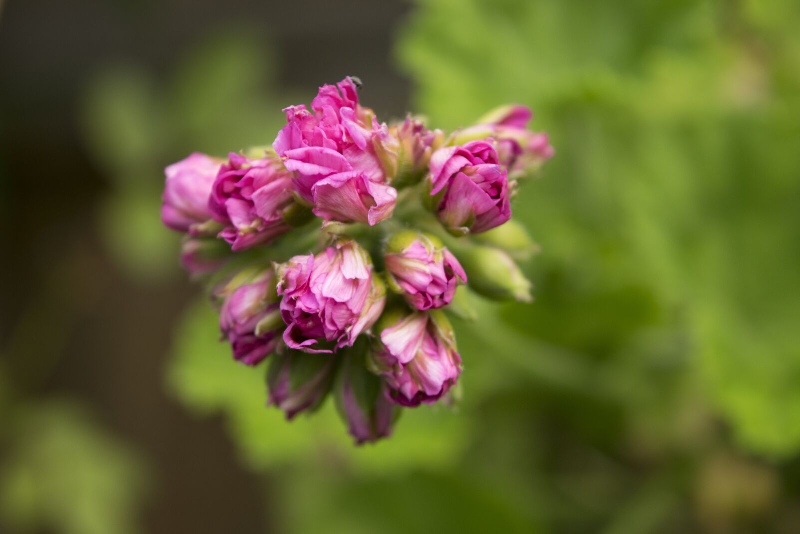 Nikon D3300 sample photo. Pink, flowers, green photography