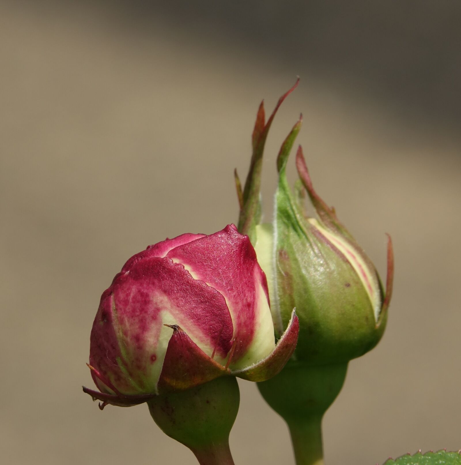Sony Cyber-shot DSC-RX10 III sample photo. Pink, hatching, button photography