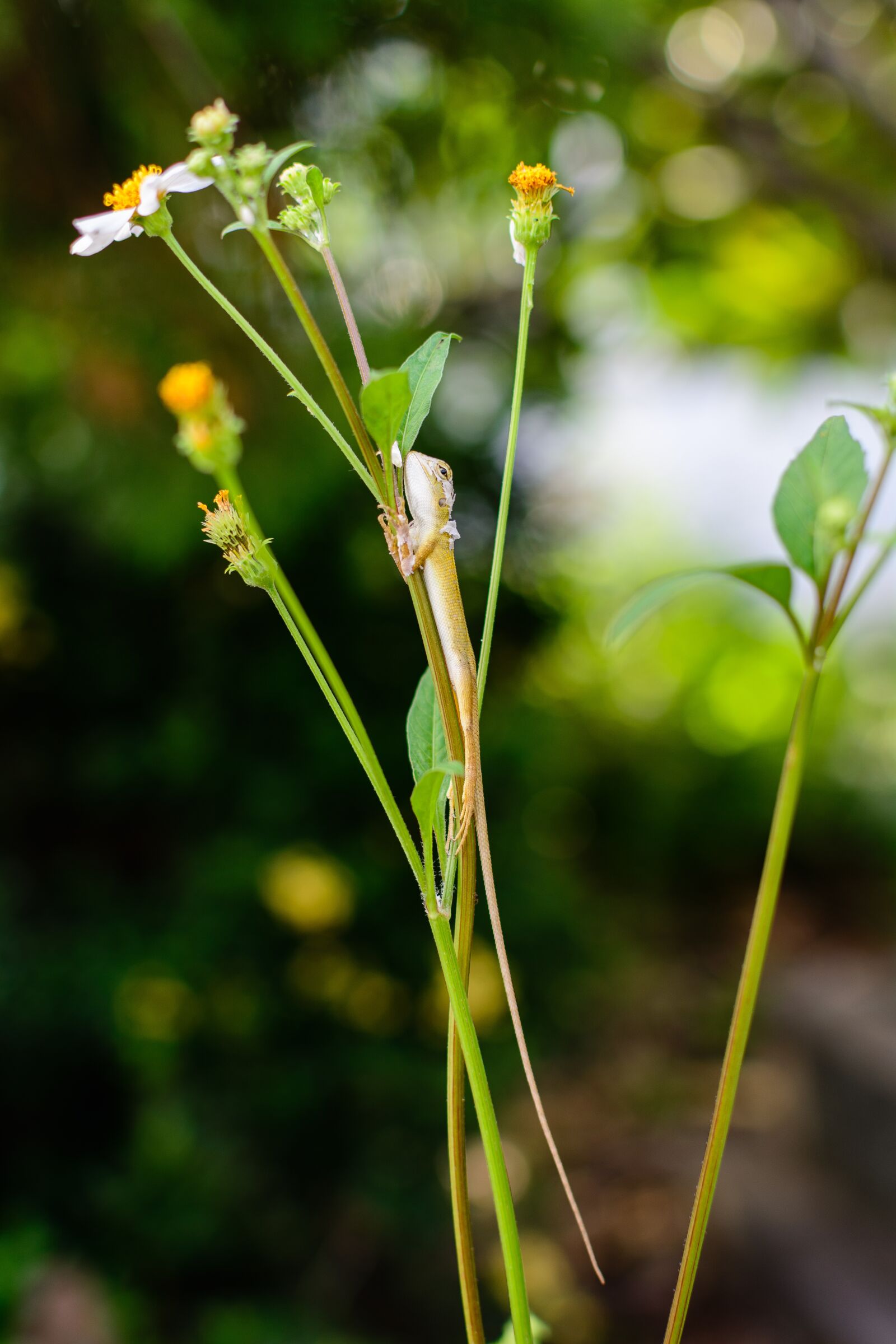 Nikon D7100 sample photo. Lizard, flowers, green photography