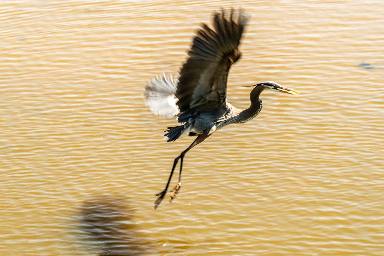 Sony E PZ 18-105mm F4 G OSS sample photo. Heron flying, heron fishing photography