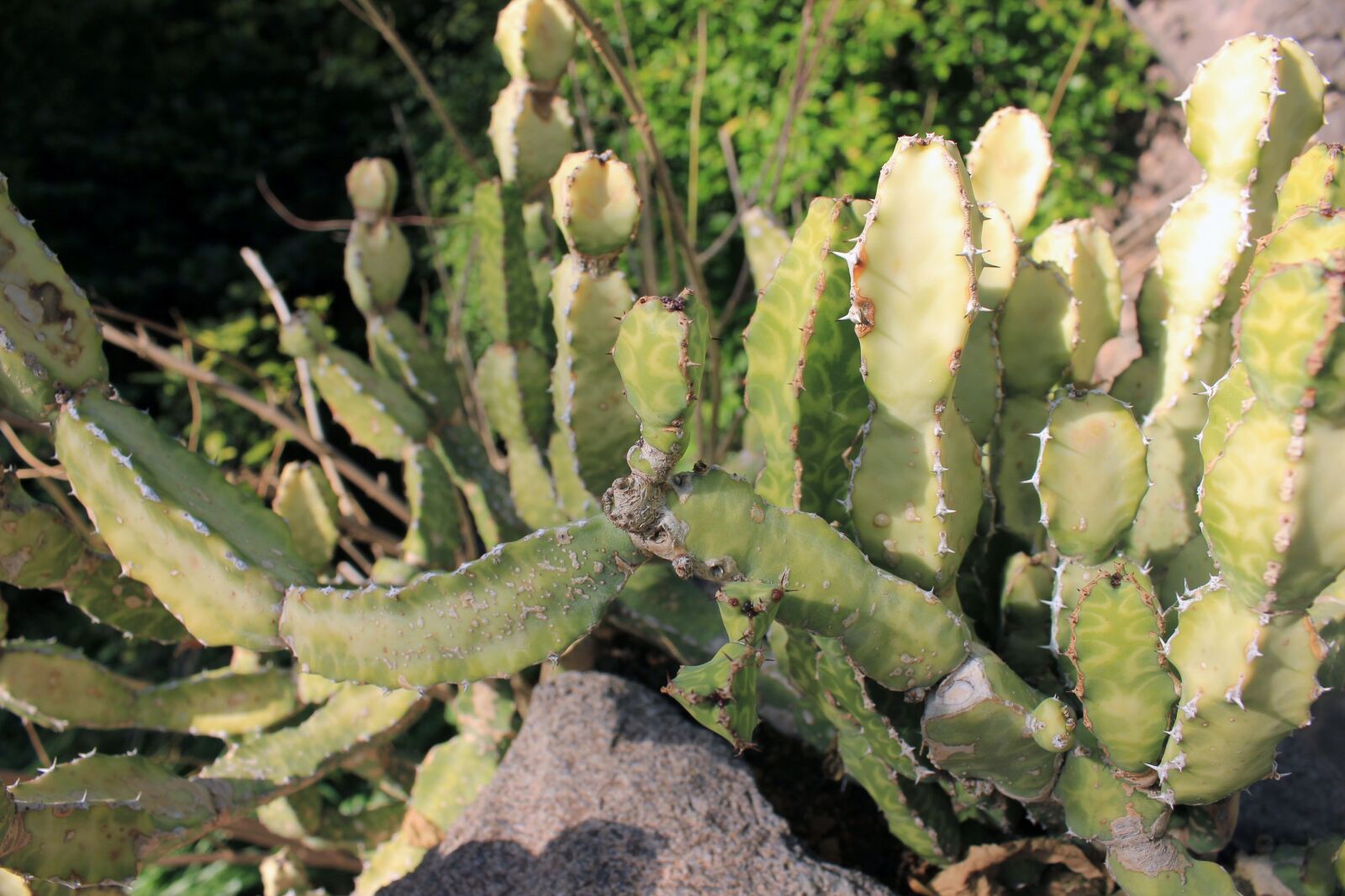 Canon EOS 550D (EOS Rebel T2i / EOS Kiss X4) sample photo. Selenicereus anthonyanus, cactus, fish photography