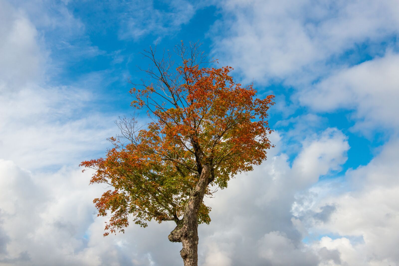 Nikon D800 sample photo. Tree, autumn, fall photography