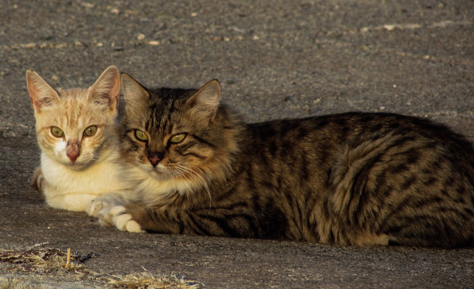 Canon PowerShot SX400 IS sample photo. Cats, pair, stray photography