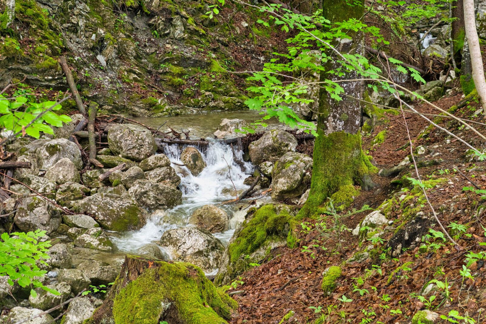 Nikon D7500 sample photo. Bach, torrent, nature photography