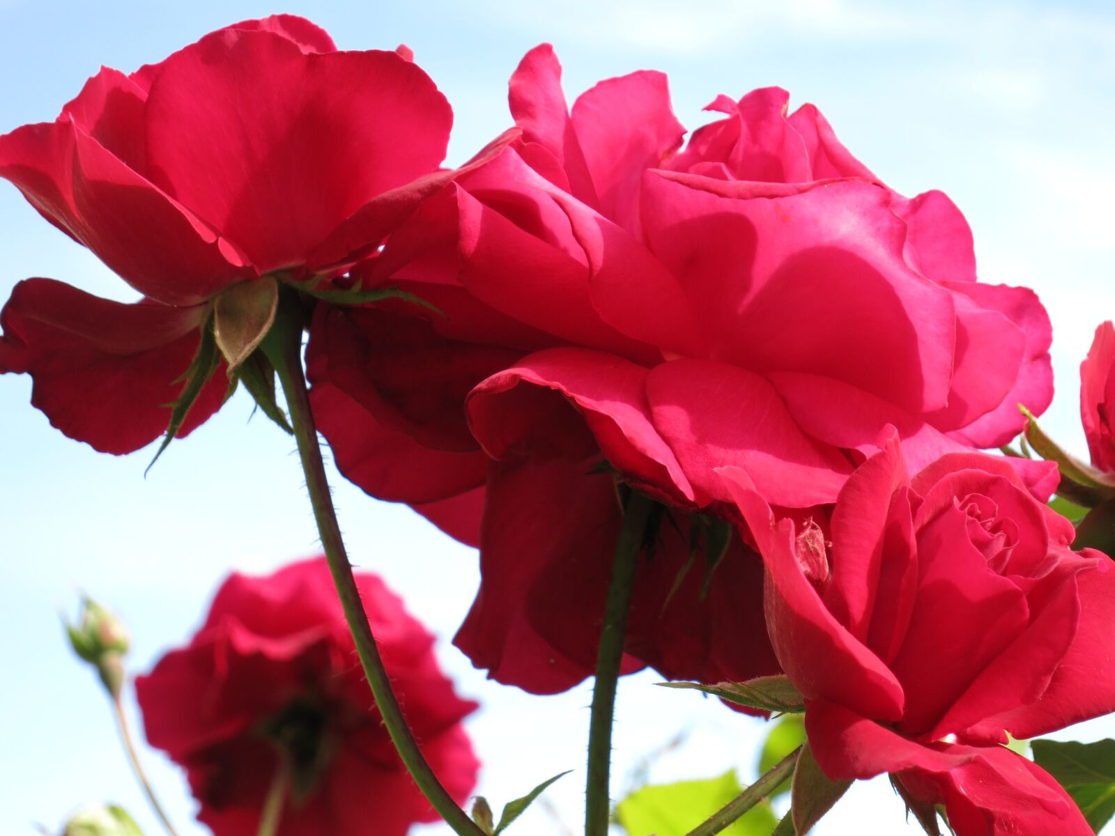 Canon PowerShot S110 sample photo. Rose, blume, rot photography