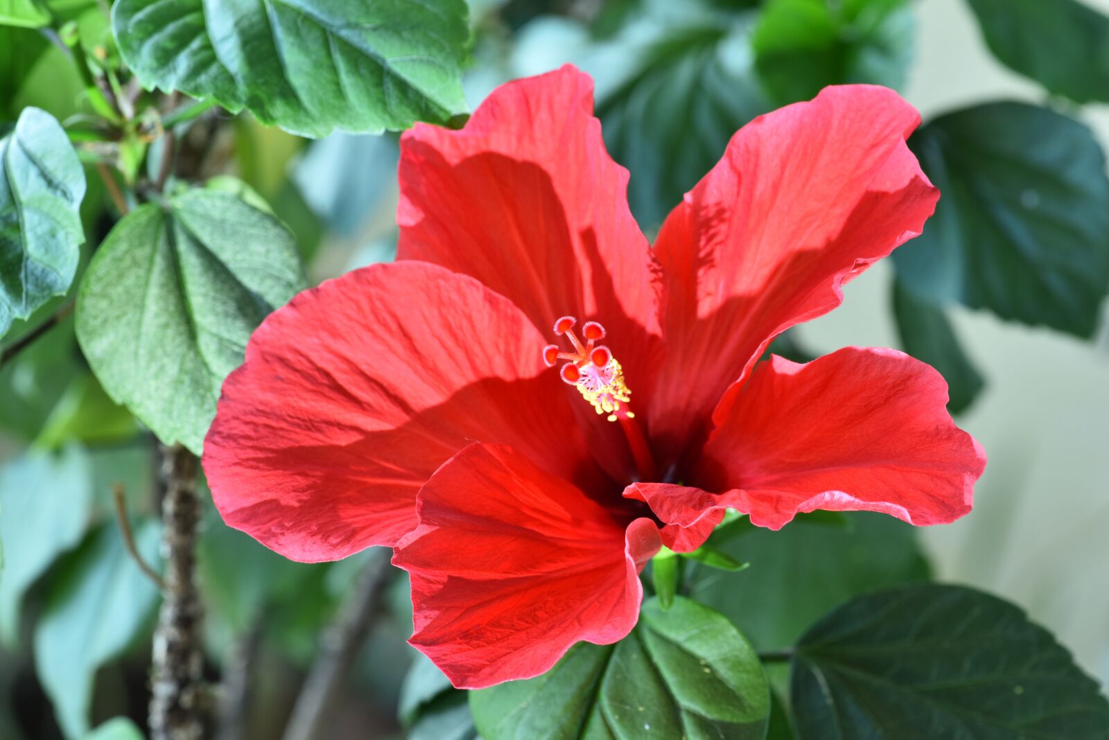 Nikon D810 sample photo. Hibiscus rose-sinensis, injury phone photography
