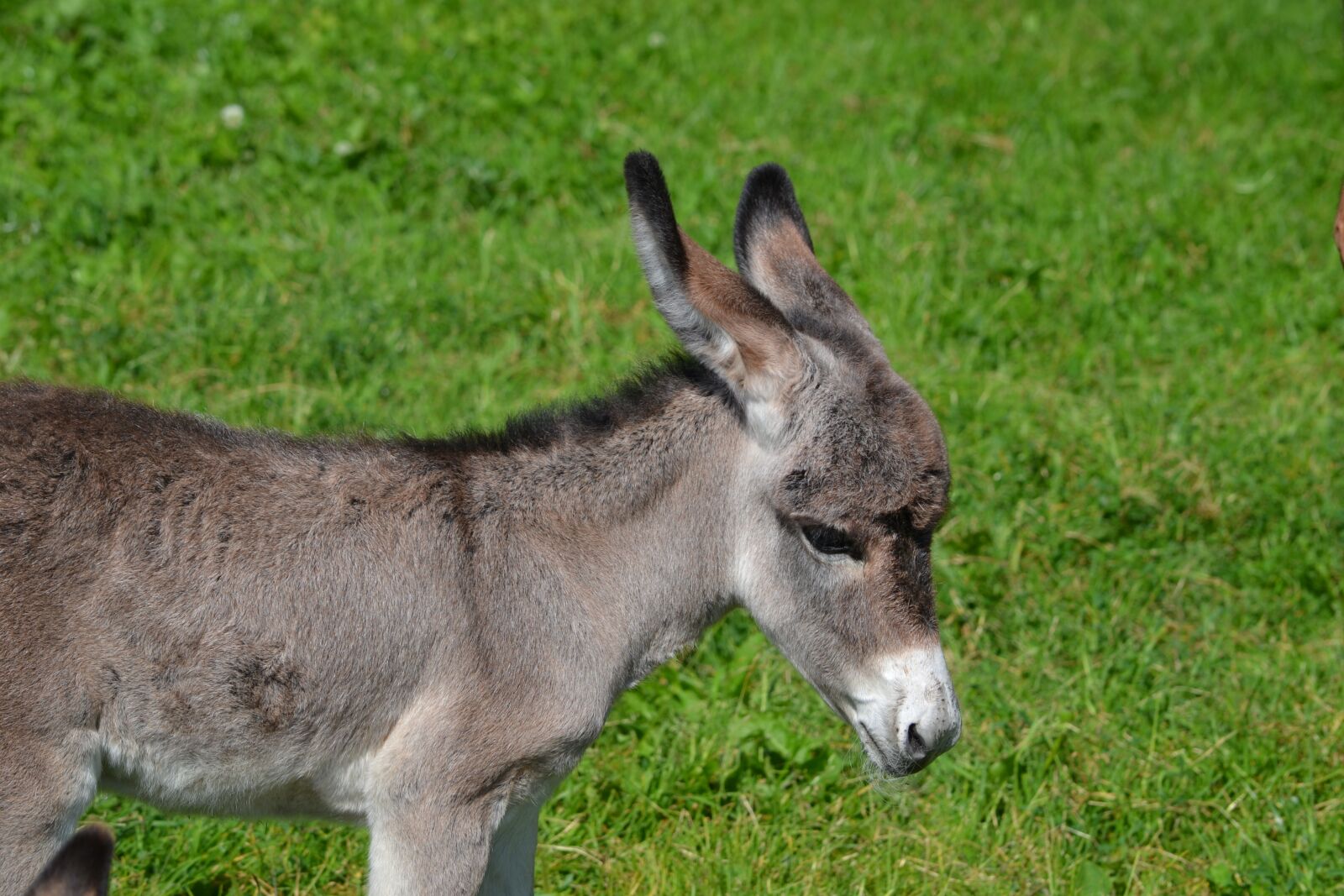 Nikon D3100 sample photo. Donkey, animal, cute photography
