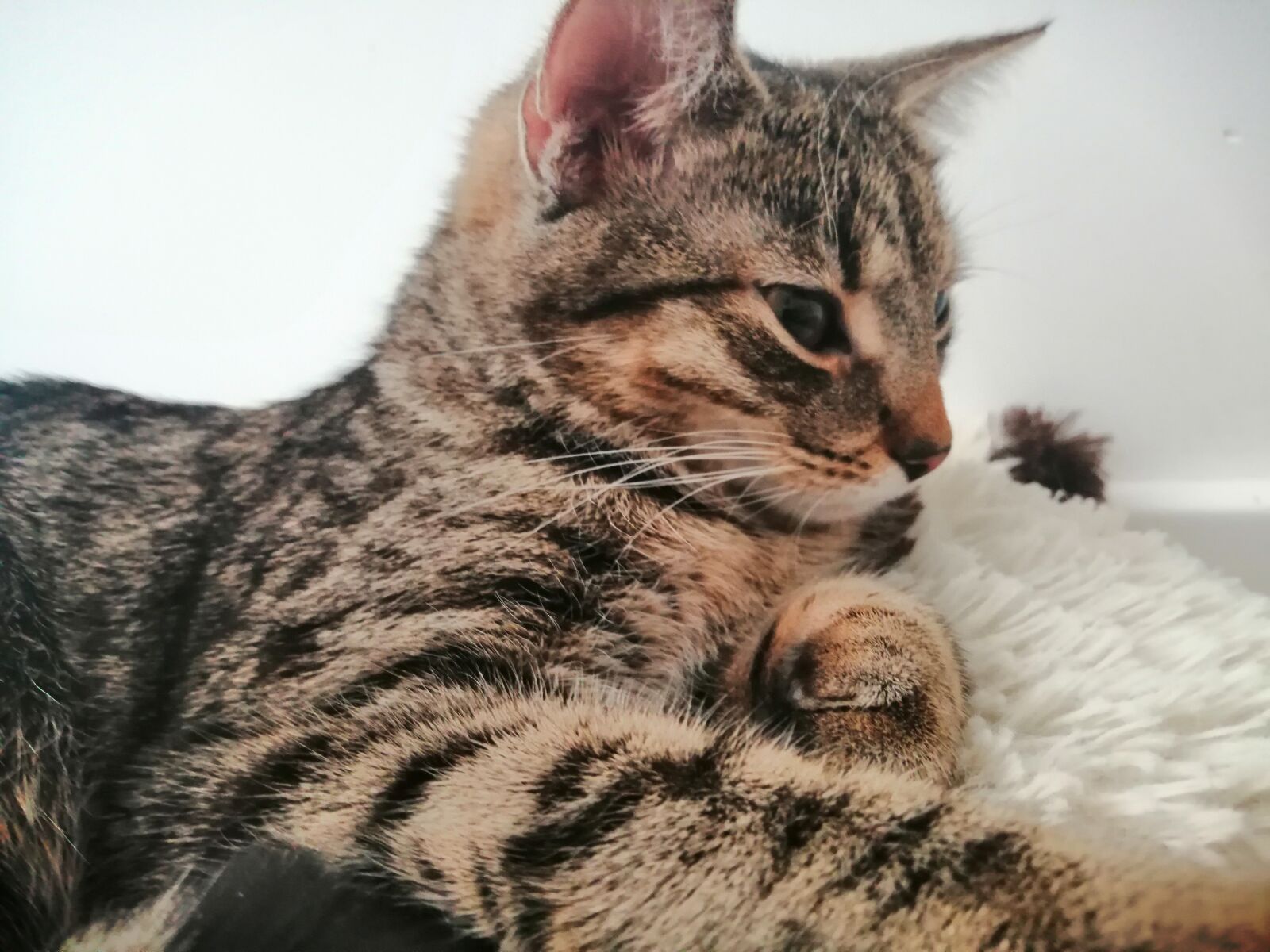 HUAWEI P SMART 2019 sample photo. Pet, cat, animal photography