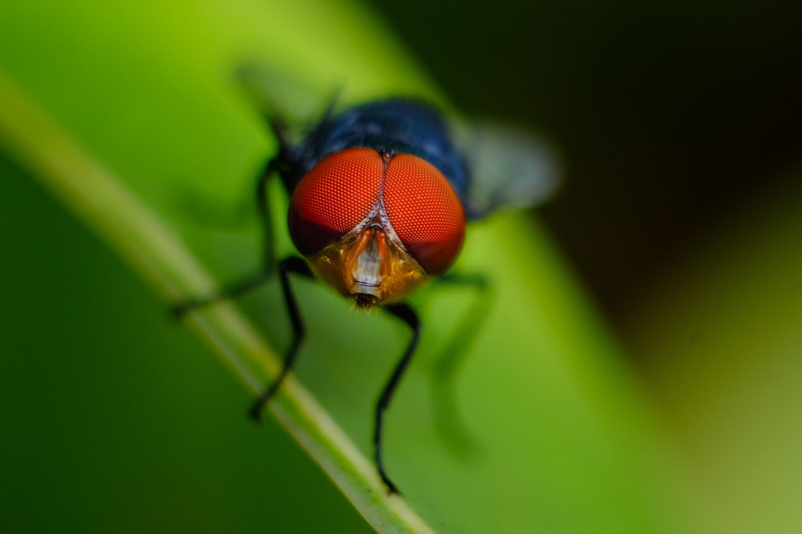 Fujifilm X-E2 sample photo. Fly, red, green photography