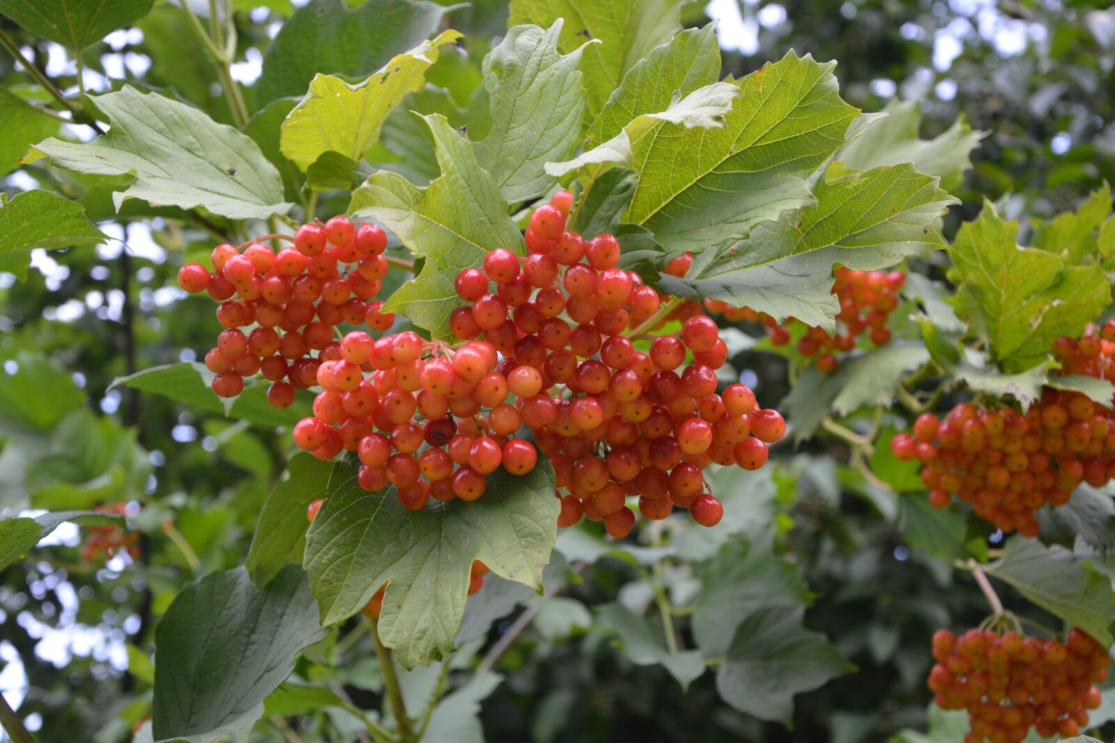 Nikon D5200 sample photo. Shrubs, birds, berries decorative photography