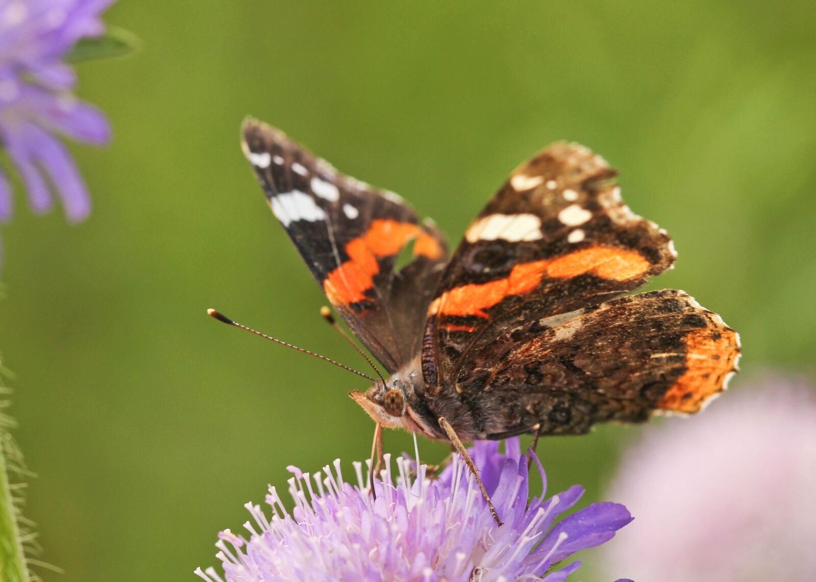 Canon EOS 550D (EOS Rebel T2i / EOS Kiss X4) sample photo. Butterfly, red admiral, scabious photography