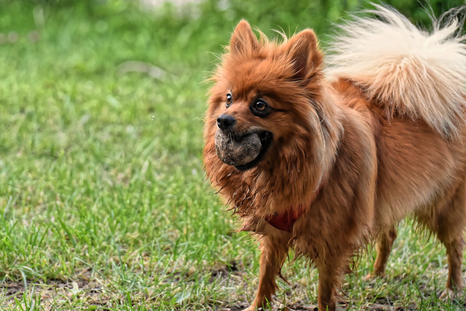 Nikon D7200 sample photo. Dwarf spitz, dog, cute photography