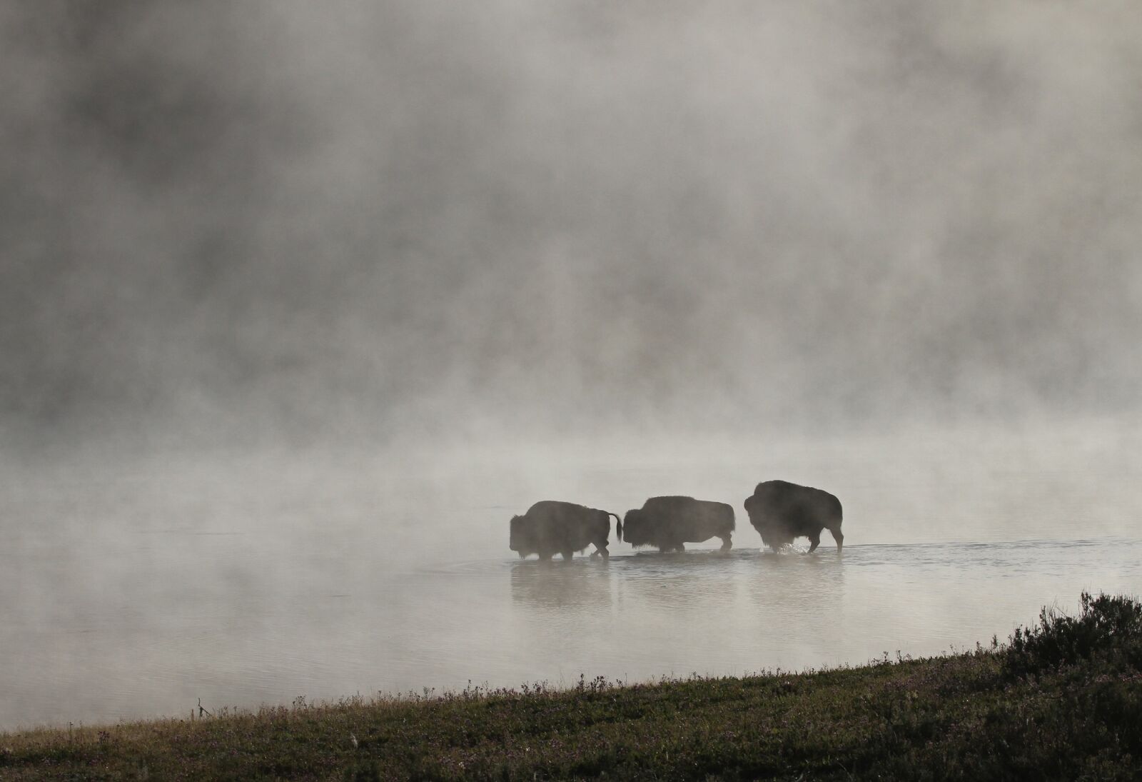 Canon EOS 7D sample photo. Bison, buffalo, herd photography