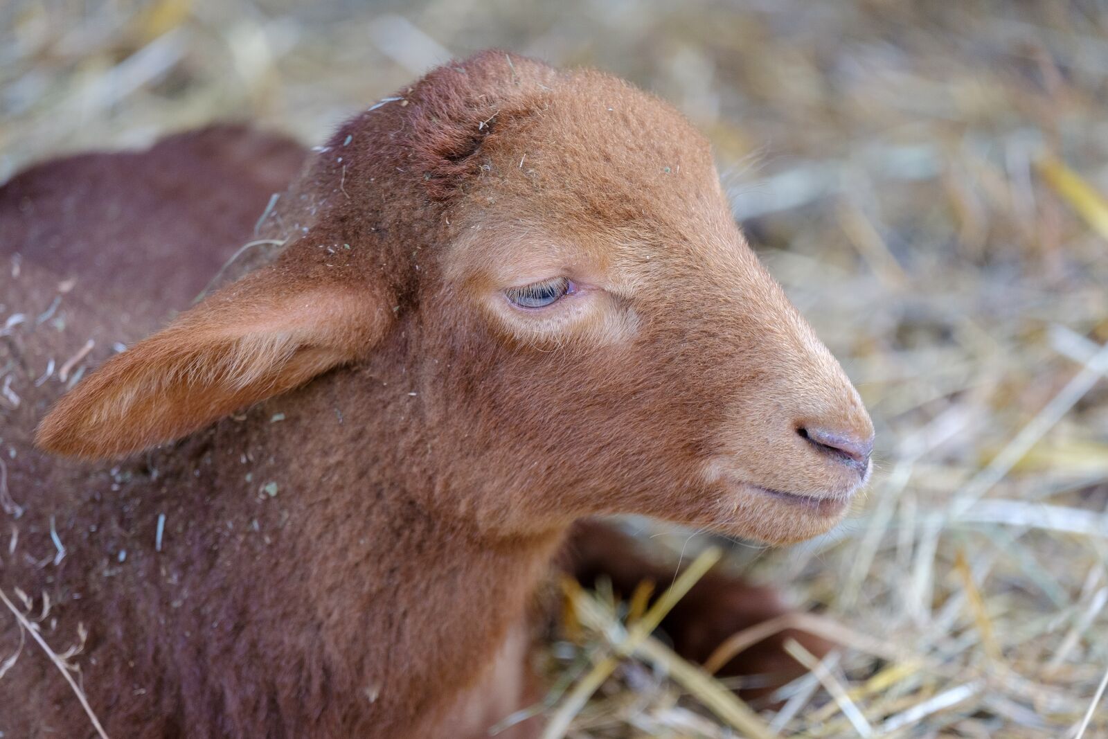 Fujifilm X-T2 + Fujifilm XF 55-200mm F3.5-4.8 R LM OIS sample photo. Lamb, baby, sheep photography