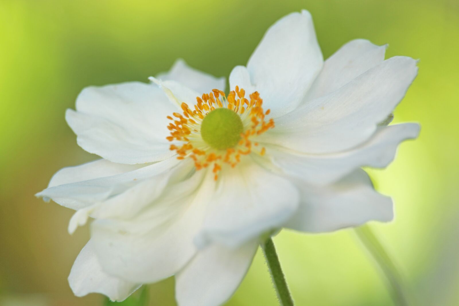 Canon EF-S 55-250mm F4-5.6 IS STM sample photo. Japanese anemone, anemone, flower photography