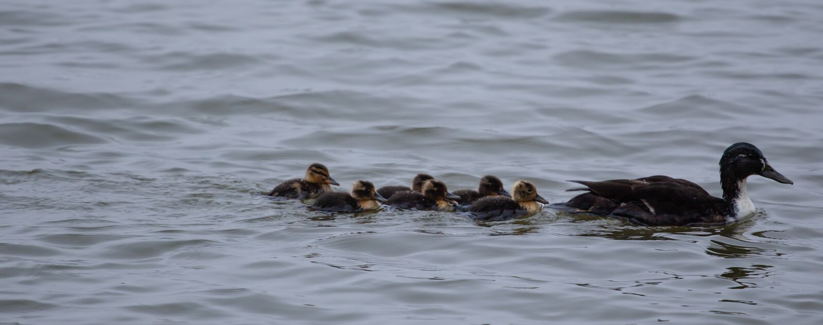 Canon EOS 5D Mark II sample photo. Baby ducks, duckings, mallard photography