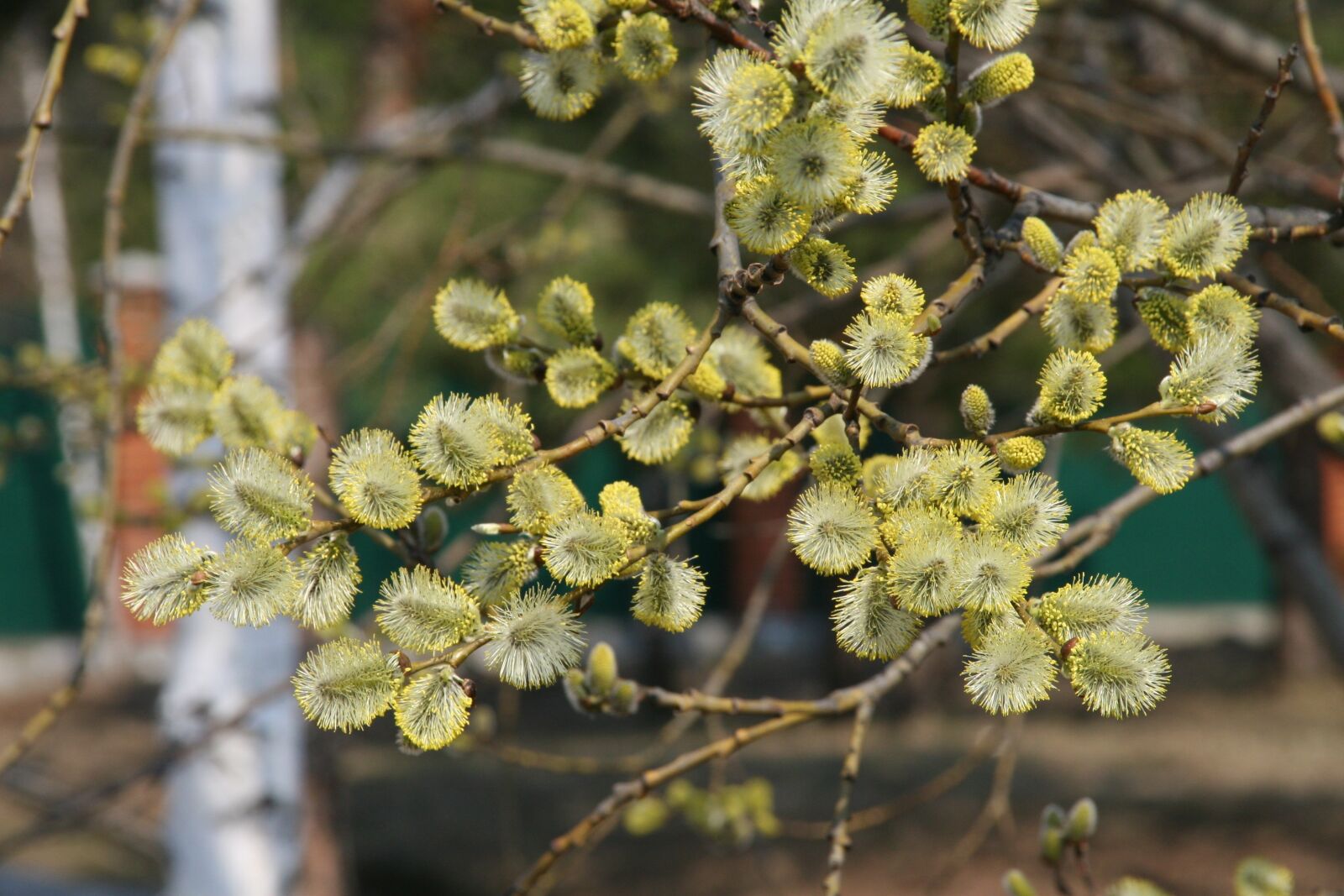 Canon EOS 30D sample photo. Verba, branch, bloom photography