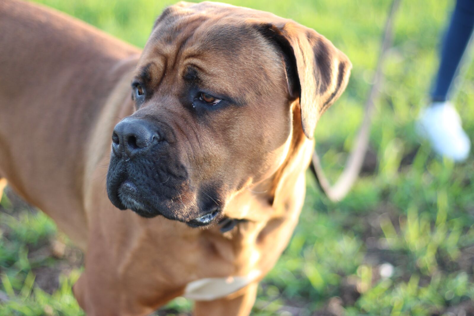 Canon EOS 650D (EOS Rebel T4i / EOS Kiss X6i) + Canon EF 50mm F1.8 STM sample photo. Dog, pet, animal photography
