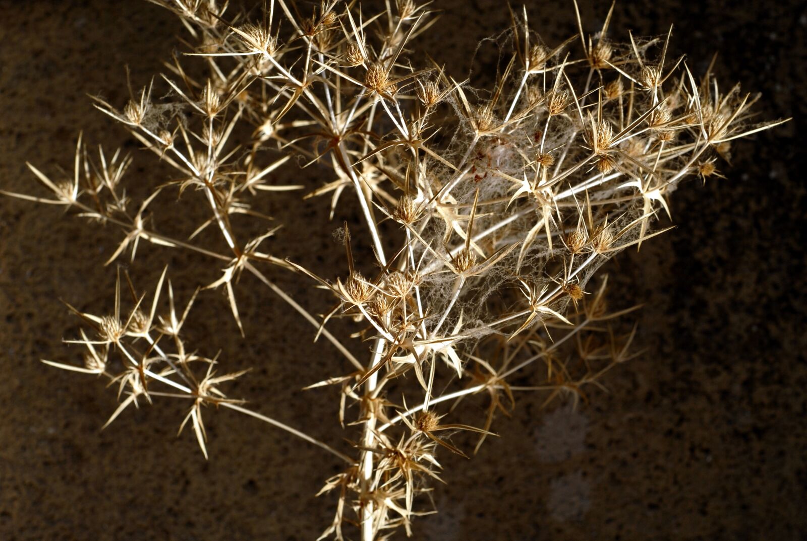 Nikon D200 sample photo. Plant, dry, thistle photography