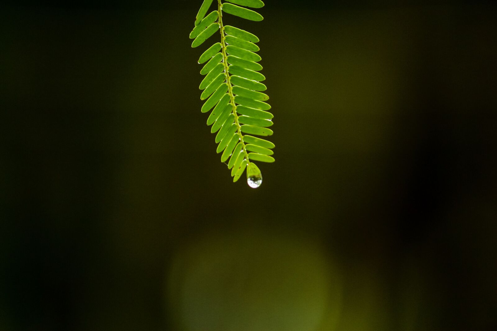 Canon EOS 700D (EOS Rebel T5i / EOS Kiss X7i) sample photo. Water, drops, rain photography
