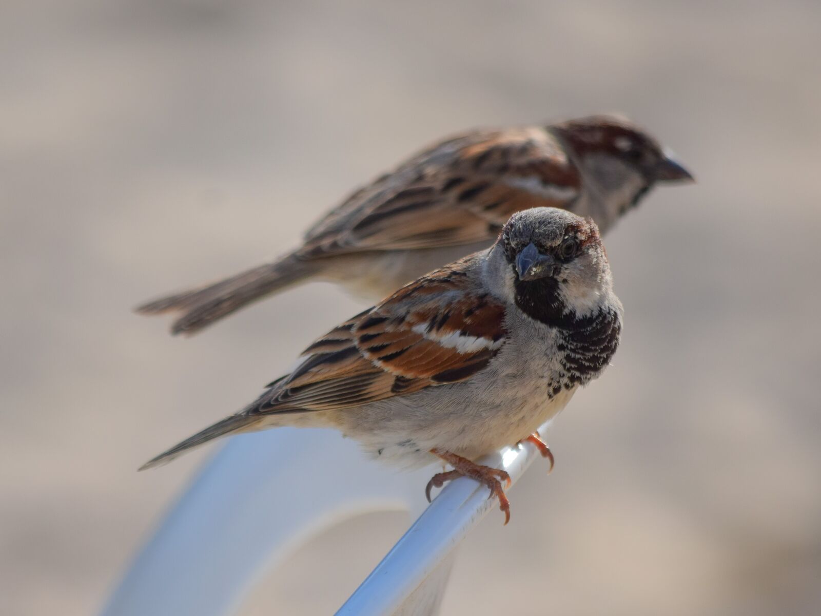Nikon D3300 sample photo. Sparrow, nature, outdoors photography