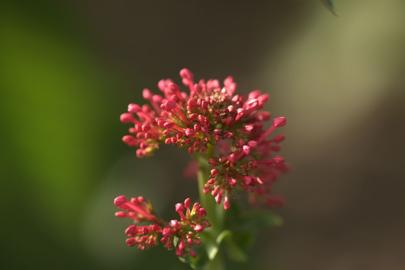 Canon EOS 500D (EOS Rebel T1i / EOS Kiss X3) sample photo. Summer, flowers, garden photography