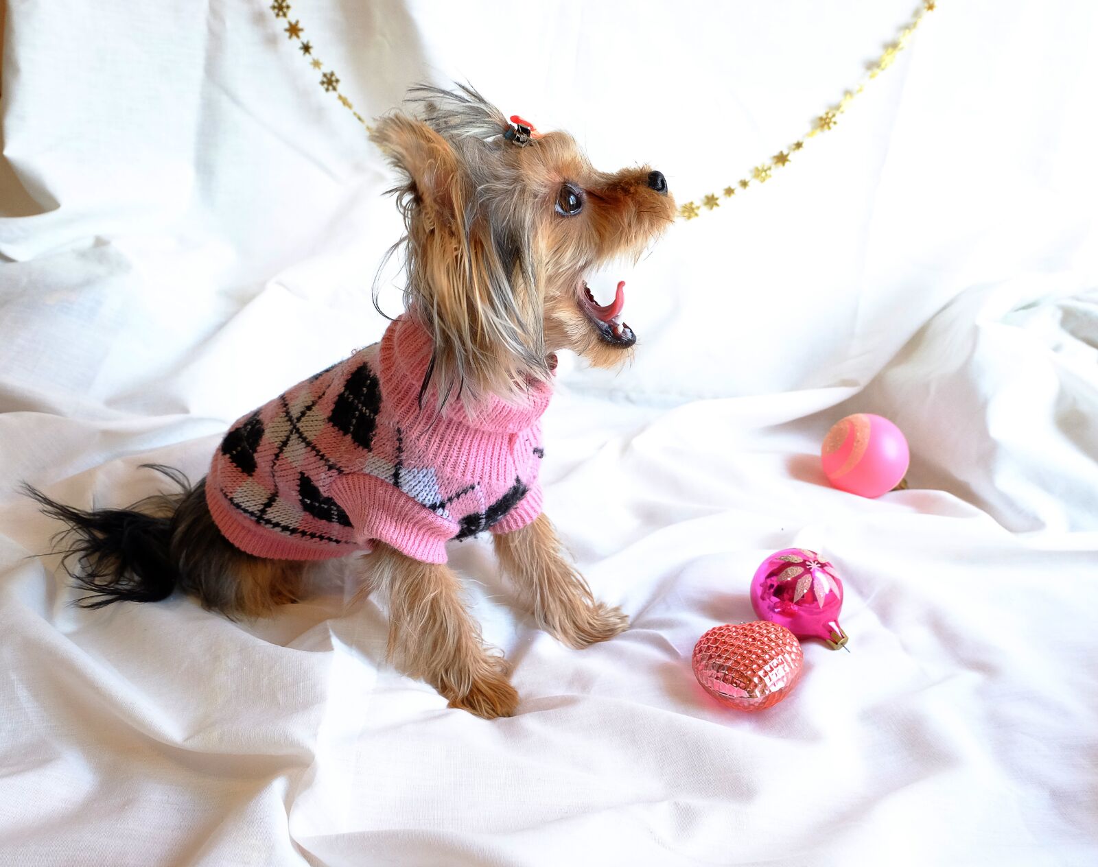 Fujifilm X-M1 sample photo. Dog, yorkshire terrier, new photography