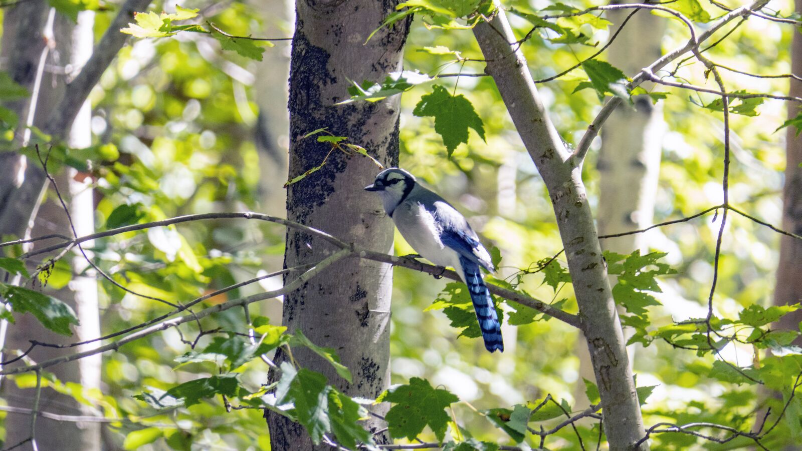 Panasonic Lumix DMC-FZ2500 (Lumix DMC-FZ2000) sample photo. Bluejay, birds, wildlife photography