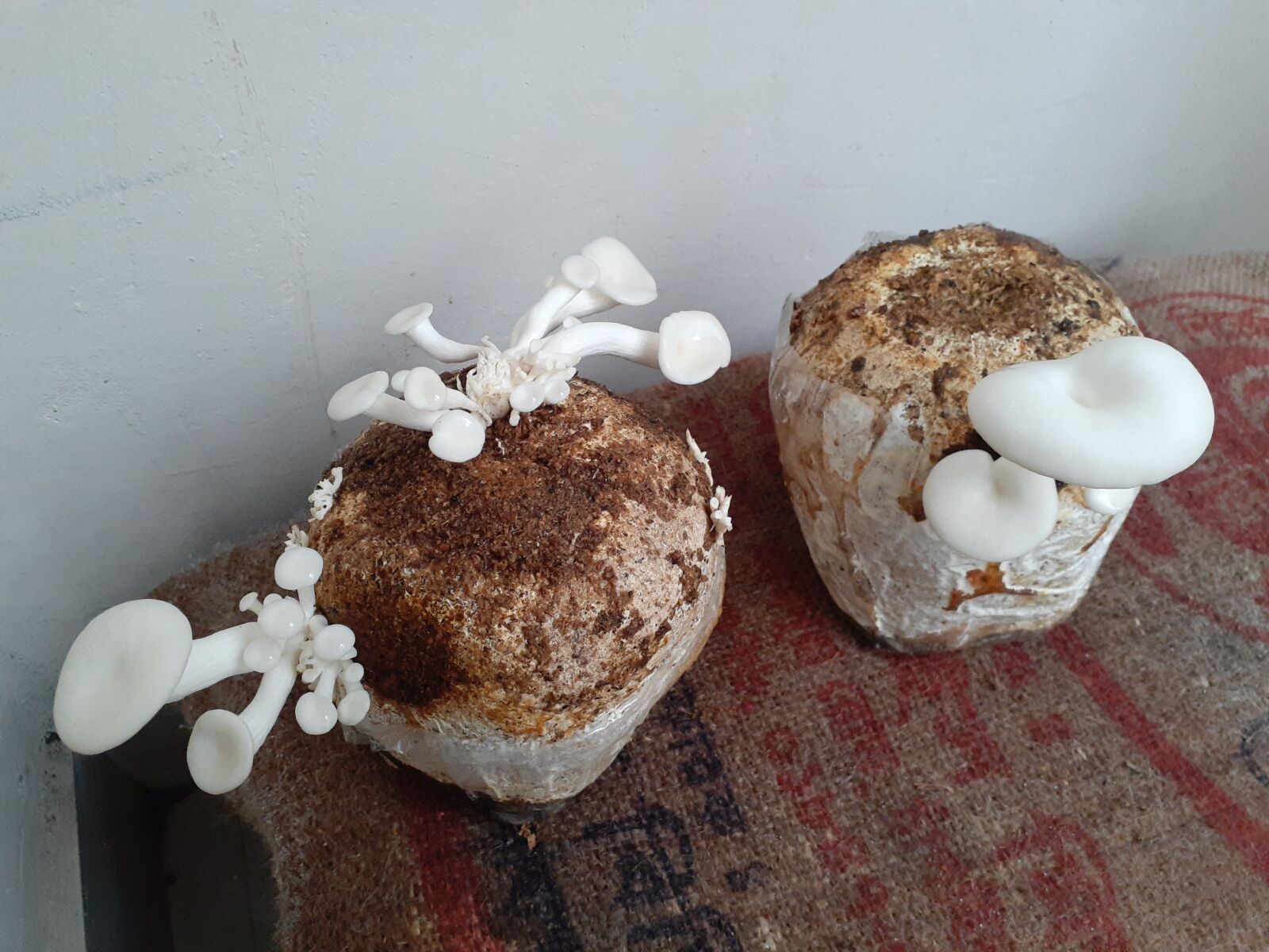 Samsung Galaxy A20 sample photo. Mushroom, cultivation, food photography