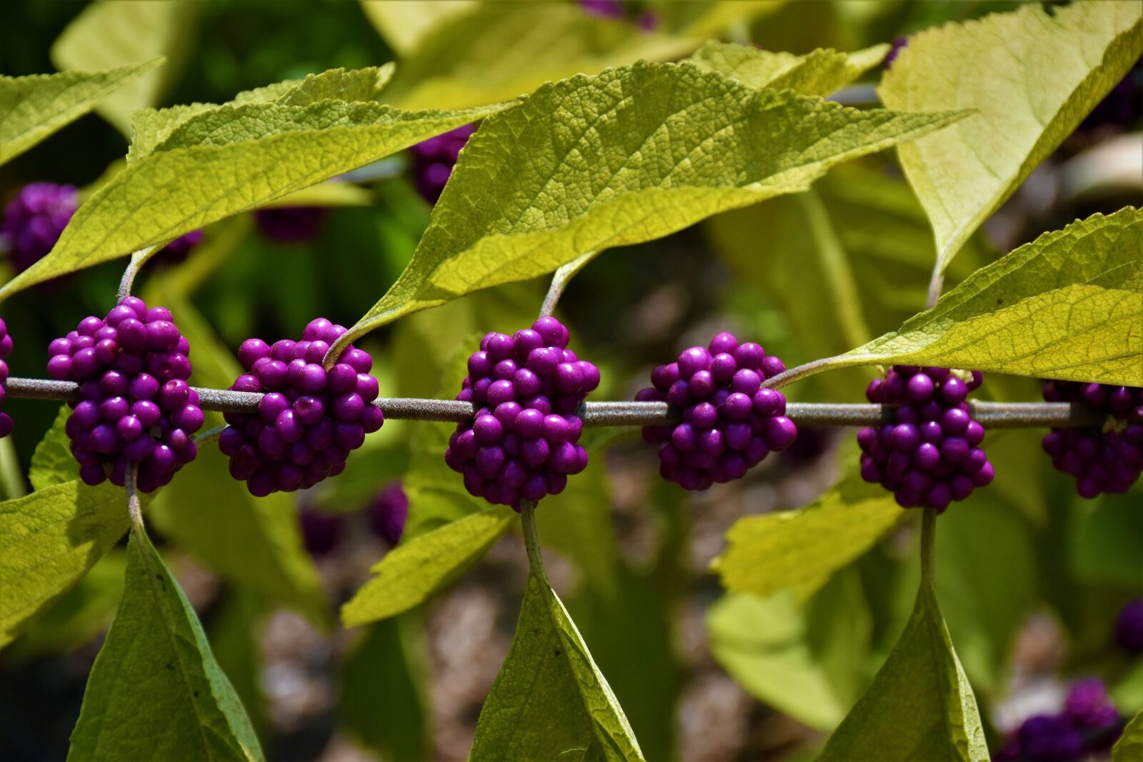 Nikon D7200 sample photo. Wildflower, flower, garden photography