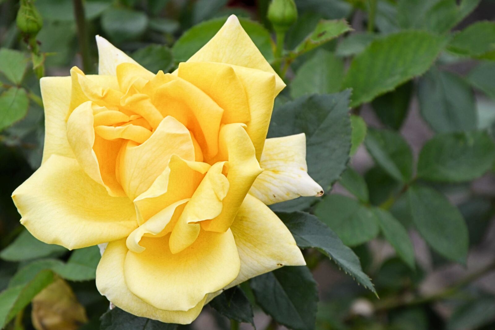 Nikon D5100 sample photo. Rose, yellow rose, blossom photography