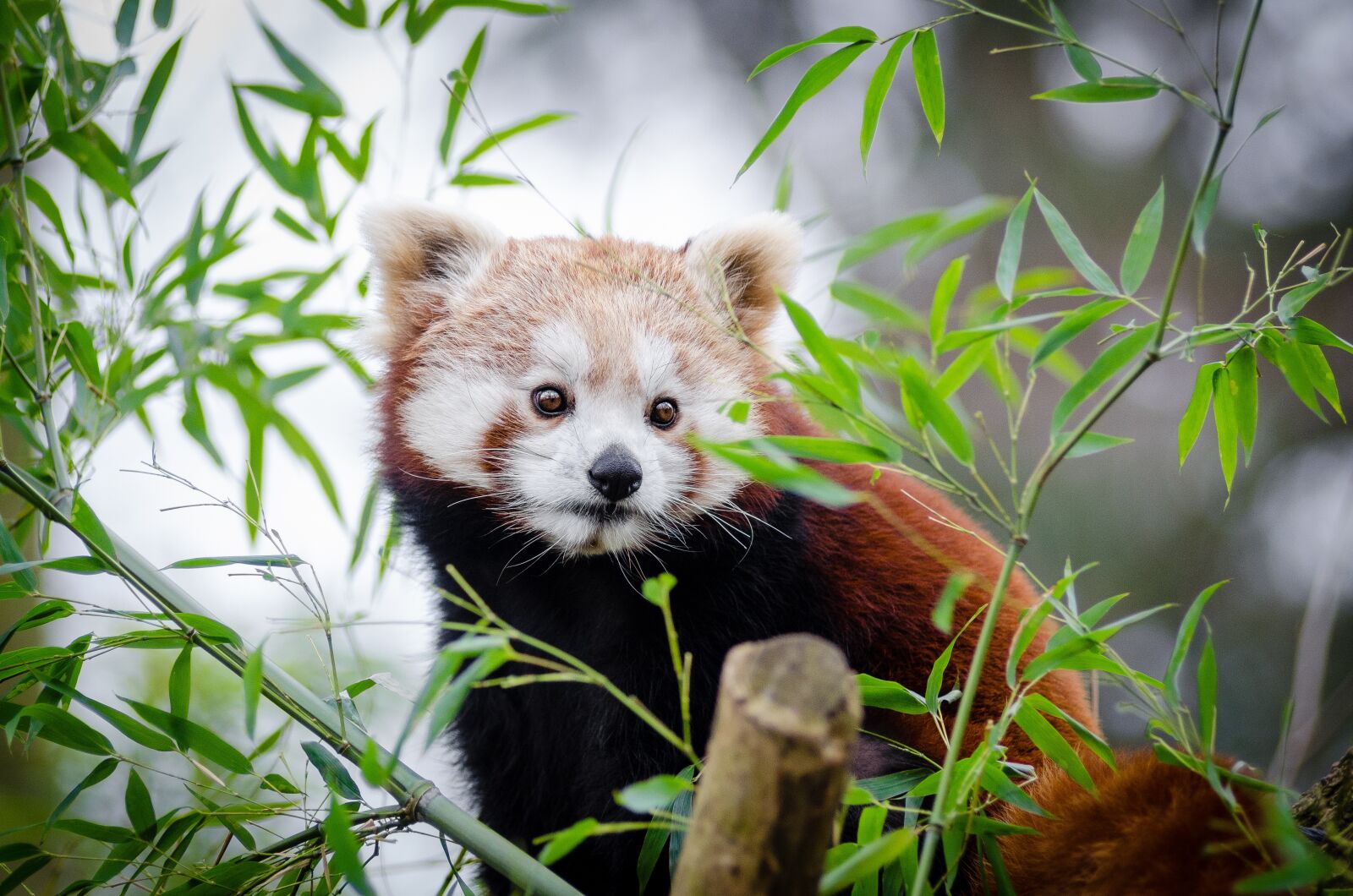 Nikon D7000 sample photo. Adorable, animal, cute photography