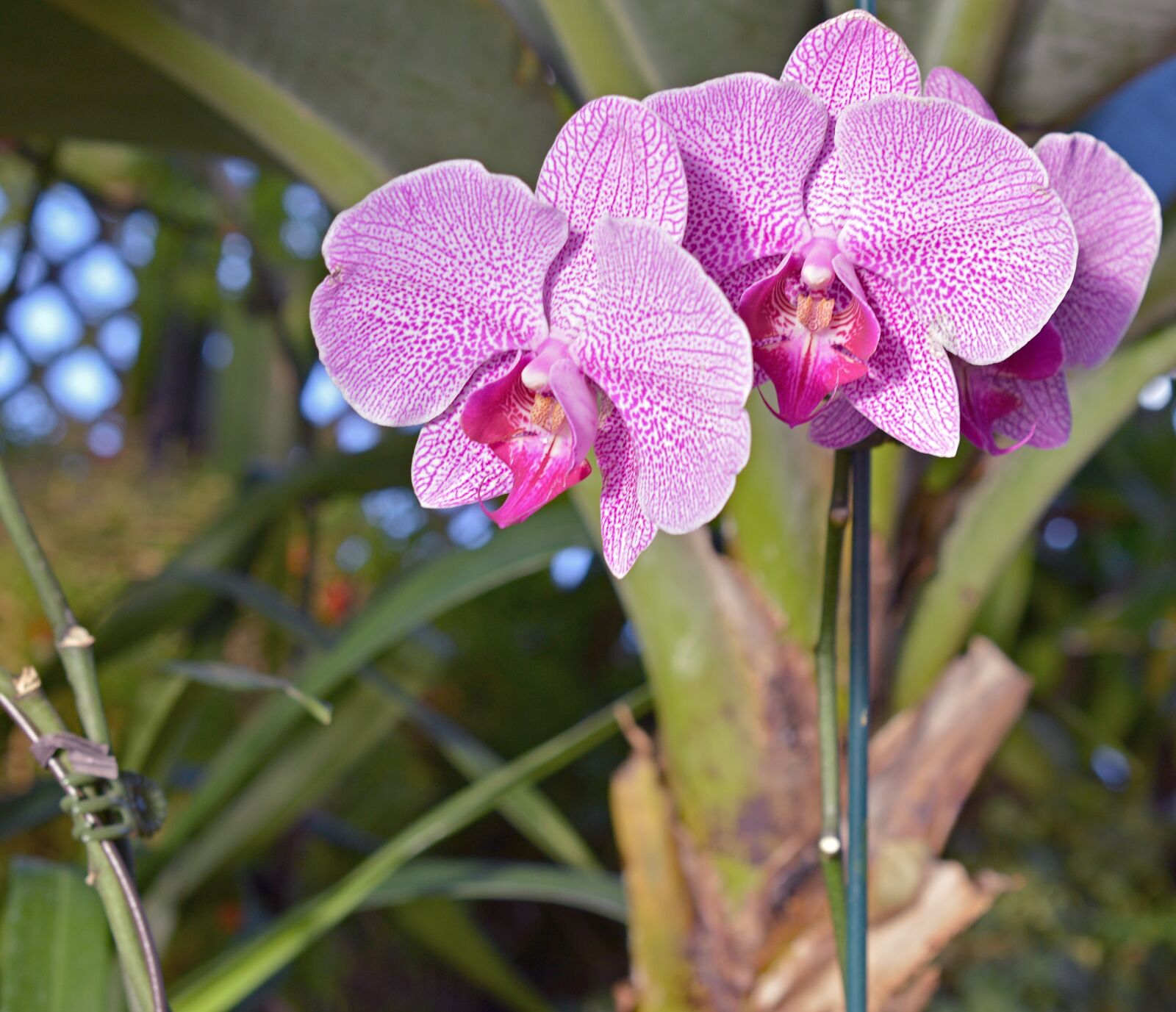 Nikon D3200 sample photo. Orchid, purple, flower photography