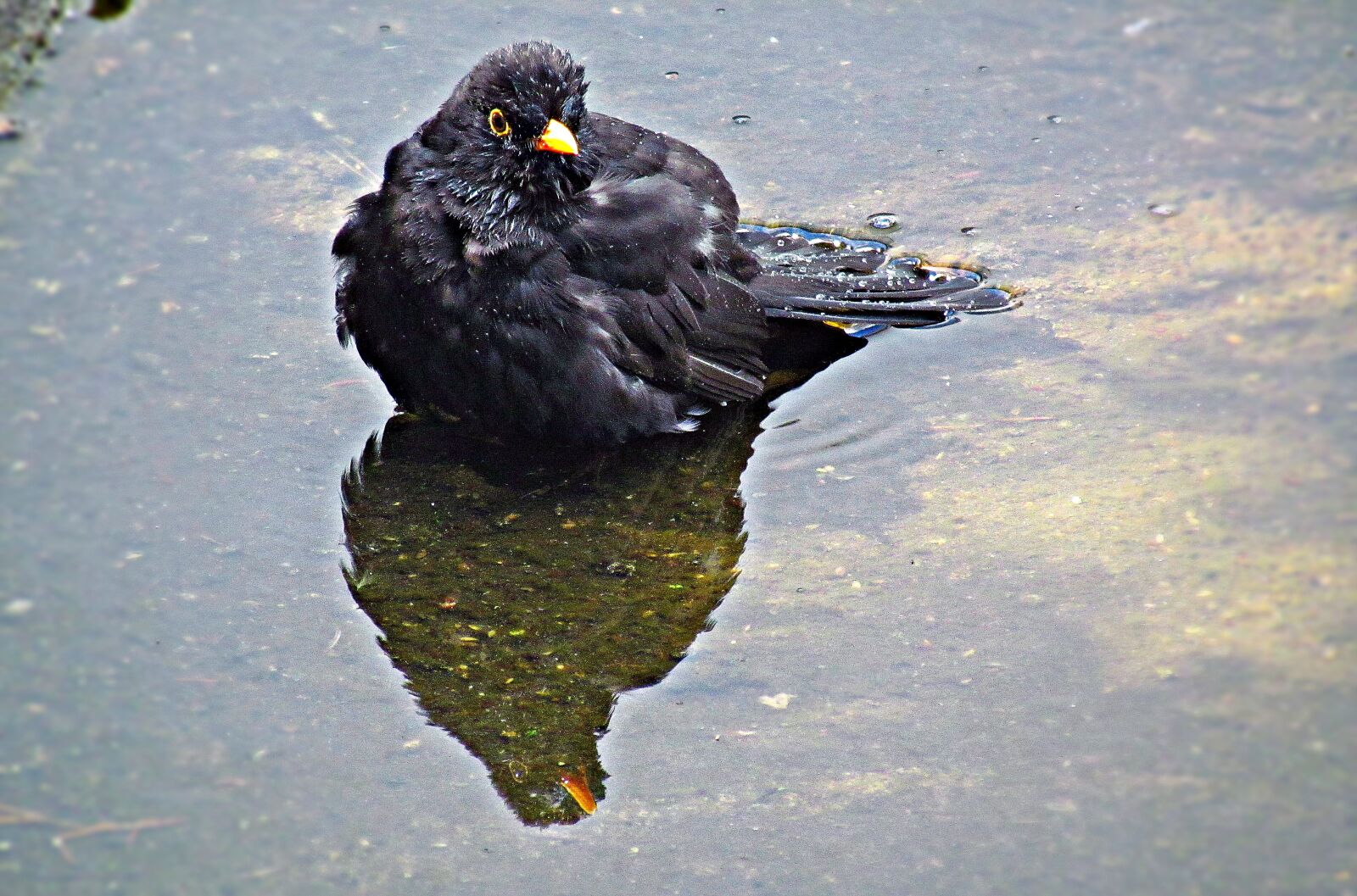 Canon PowerShot SX30 IS sample photo. Bird, birds, nature photography