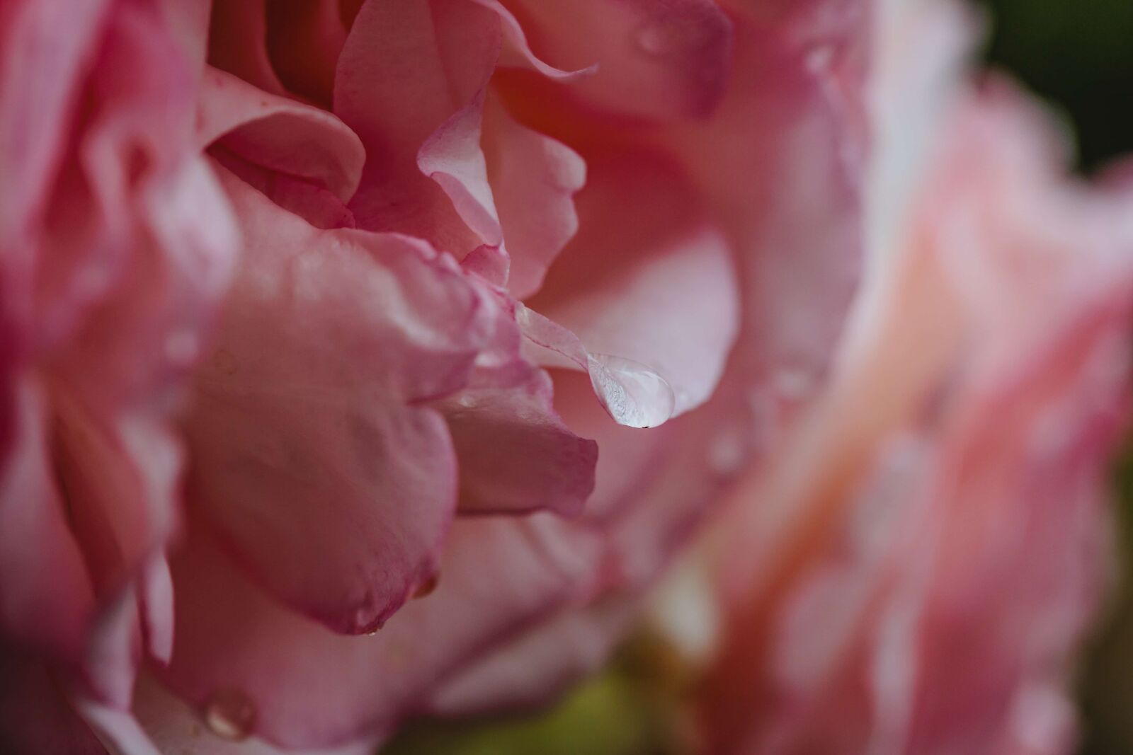 Canon EF 100mm F2.8 Macro USM sample photo. Dew, moisture, petals, pinkish photography
