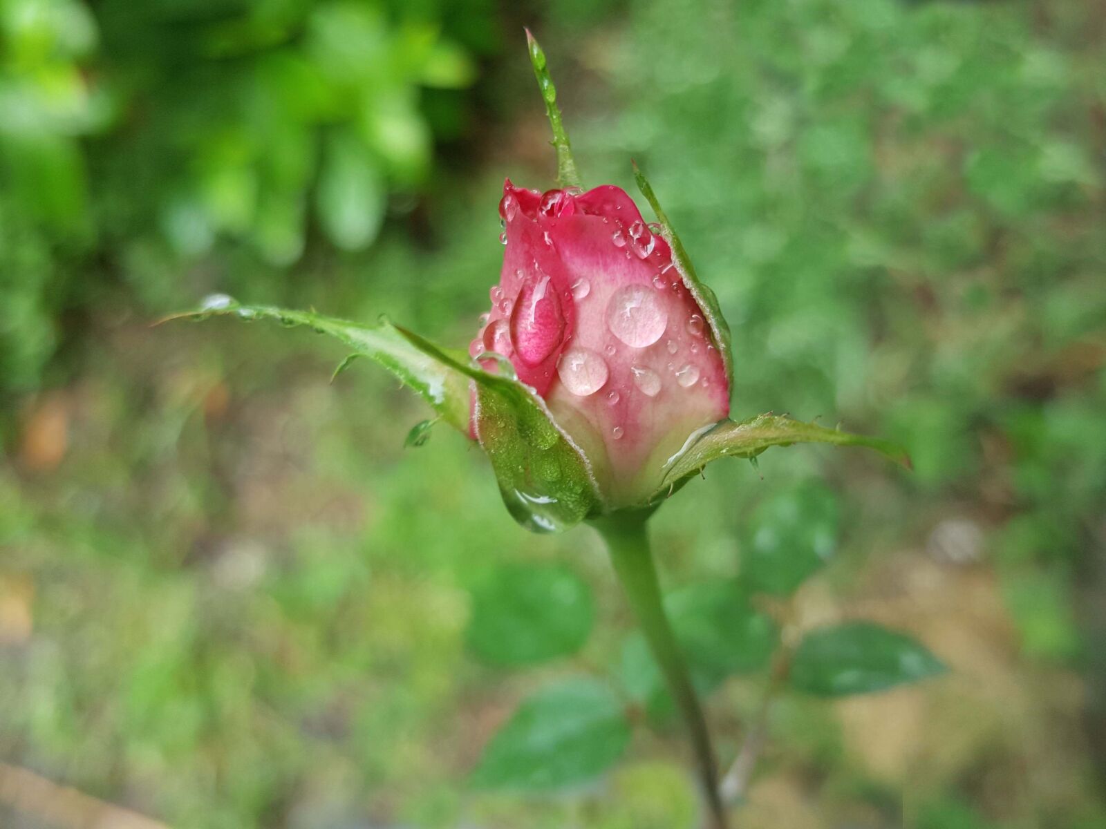 Samsung Galaxy Note5 sample photo. Rose, pink, trickle photography