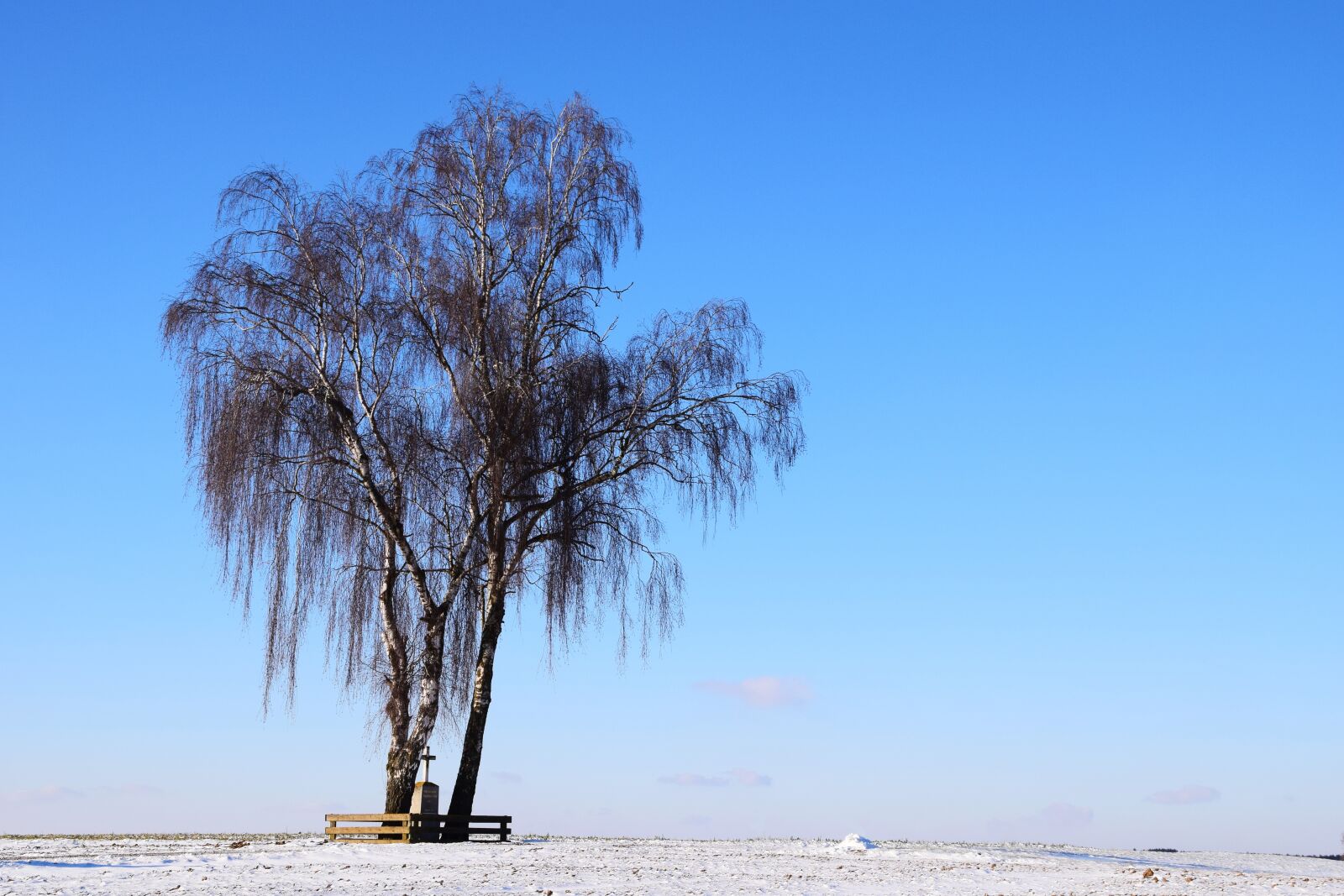 Nikon D3300 sample photo. Tree, winter, wintry photography