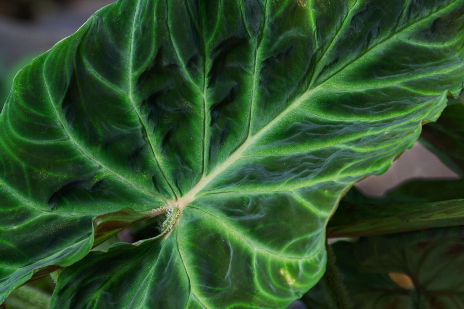 Tamron SP 24-70mm F2.8 Di VC USD sample photo. Botanic garden, puerto vallarta photography