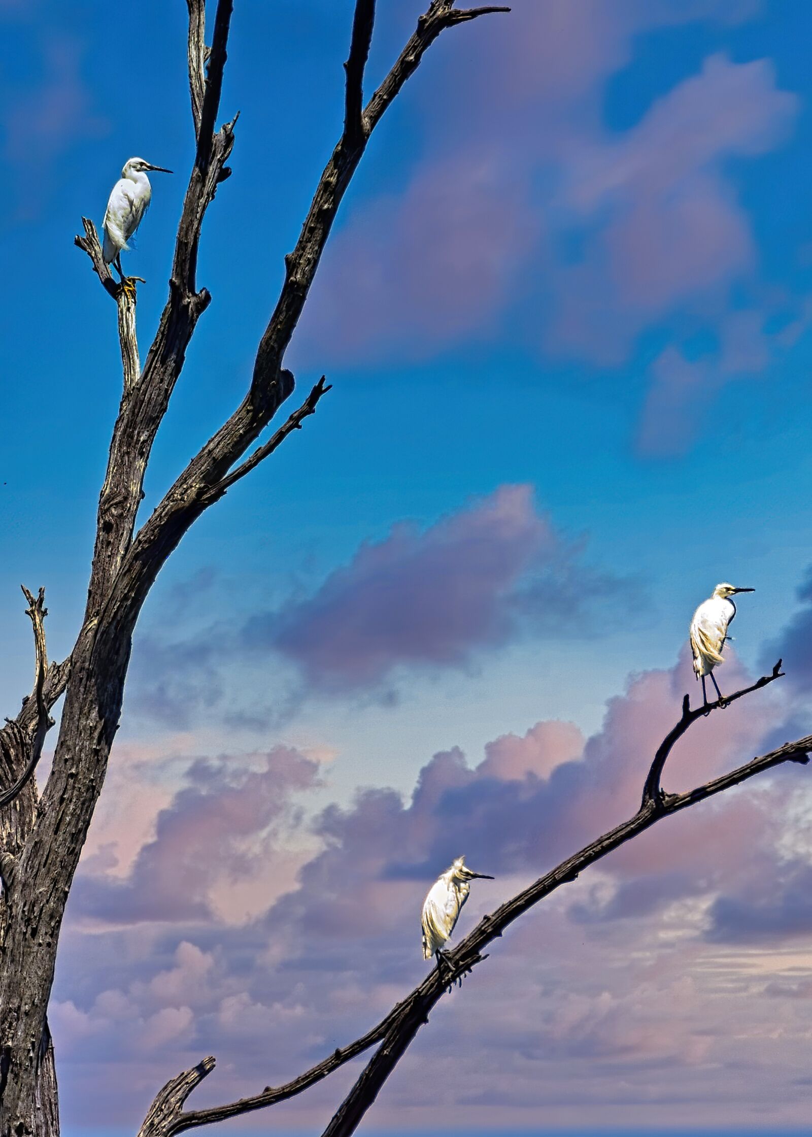 Nikon D3300 sample photo. Egret, tree, sunset photography