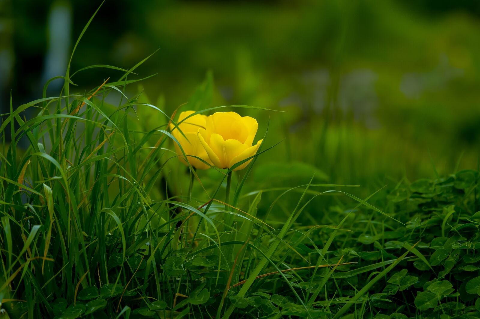 Nikon D4S sample photo. Nature, grass, flower photography
