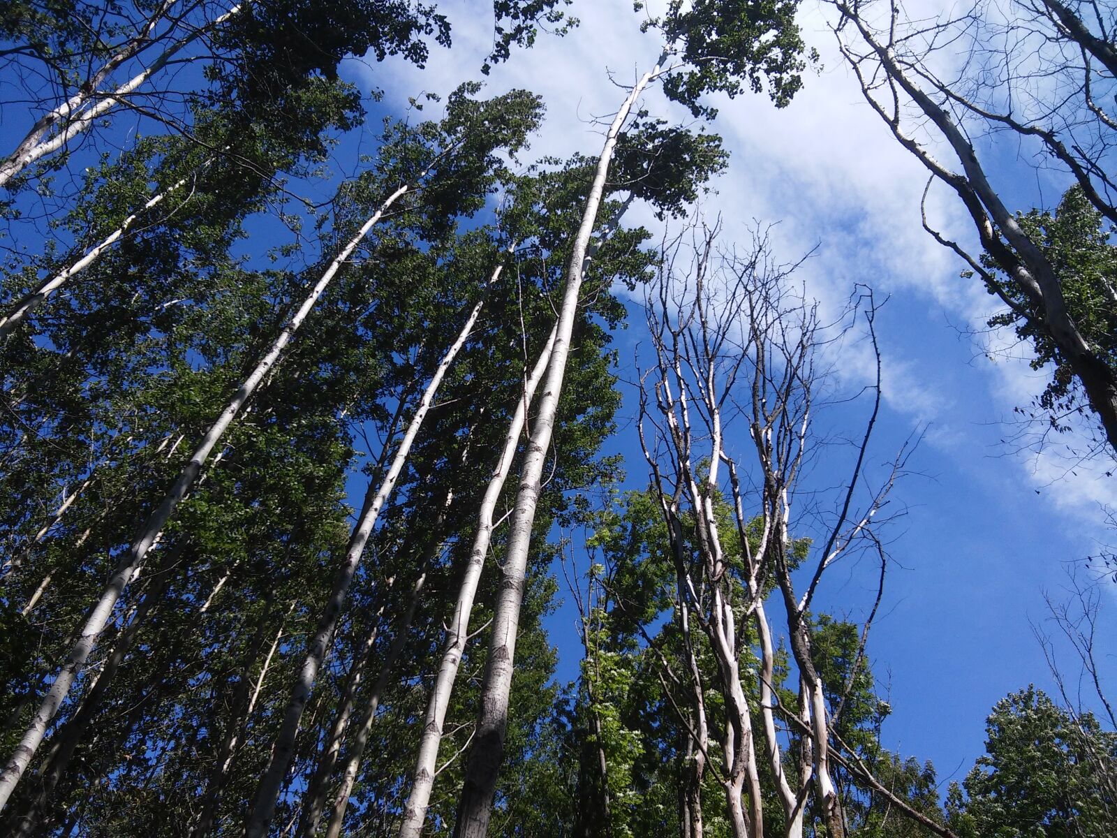 LG L90 sample photo. Forest, nature, tree photography